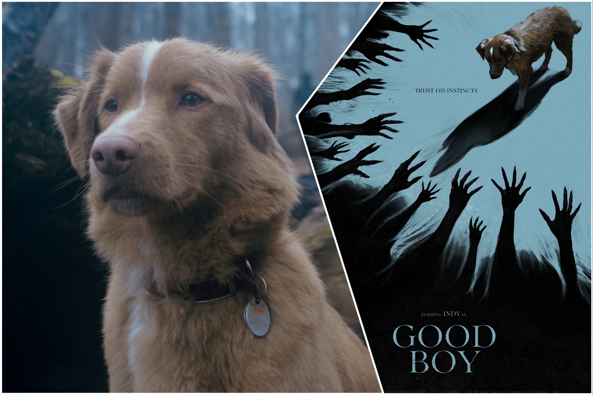 Good Boy
